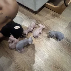 elf kittens for sale