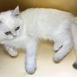 Silver chinchilla British shorthair female wcf