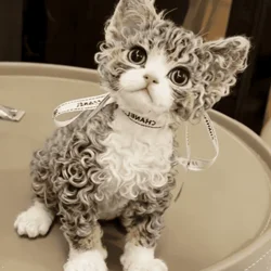 Beautiful female Devon rex kitten