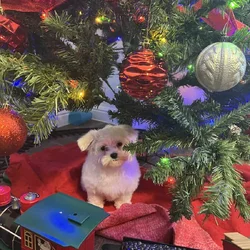 Maltese puppies. Registered