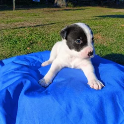 Puppy Power