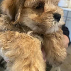 Beautiful Malshi puppy