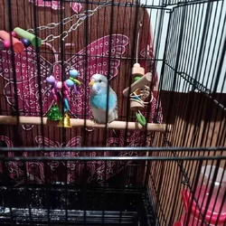 Baby blue female young parakeet