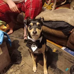 Rehoming this 5yr old Chihuahua mix