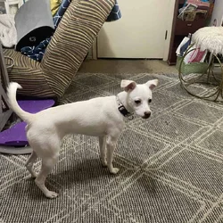 pet give away