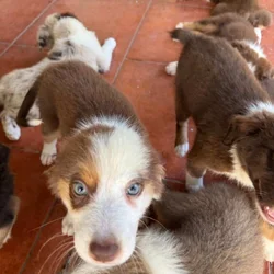 Australian Shepherd