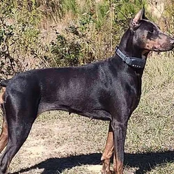 💙 AKC Reg Blue Doberman For Sale
