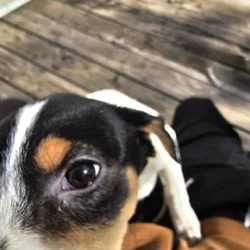 Selling My puppy
