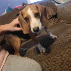 Beagle Little Boy
