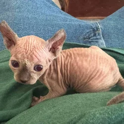 Sphinx Kitten