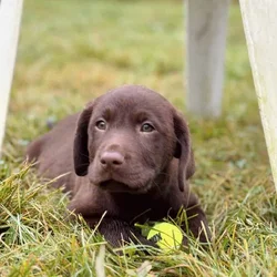 American Labrador Pups- Avail Dec 10