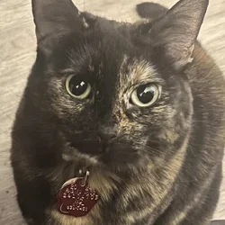 Rehome spayed female cat