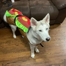 Dog up for adoption