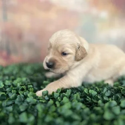 AKC Golden Retriever