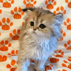 Persian Kittens For Rehoming!!!