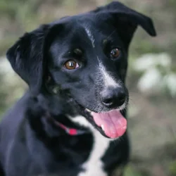 Australian Shepheard Mix
