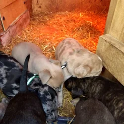 Ameeican bully pups