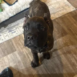 5mo old purebred male Cane Corso
