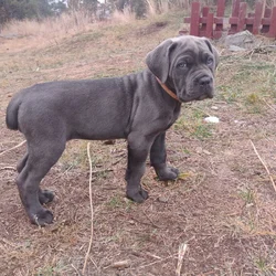 Purebred Cane Corso Puppies