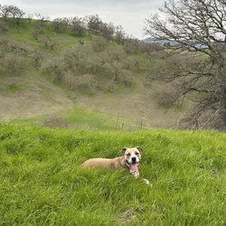 Needs a new loving home