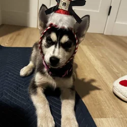 2 Full Breed Husky pups