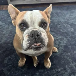 Rehoming Freelance Bulldog to loving home
