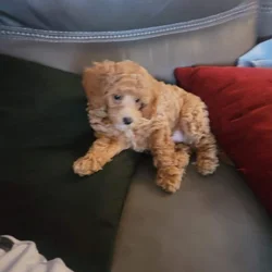 Adorable Sinbad