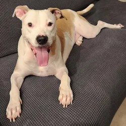 Rehoming Sweet 2yr old Dog