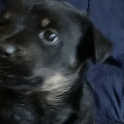Adorable puppies