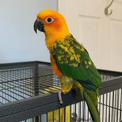 Sun Conure Bird (flight cage, toys and food)