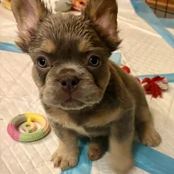 Fluffy-French Bulldogs