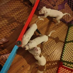 REHOMING PITBULL PUPPIES ASAP