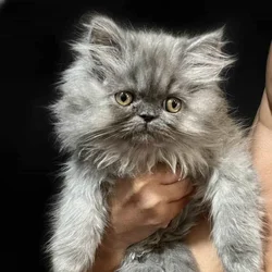 Persian babies and minuets !