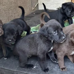 6 shepherd mix and 6 Weimaraner mix pups