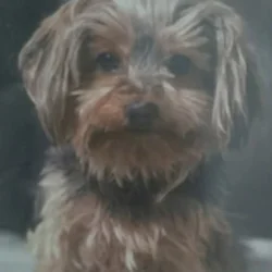 Benji - Sweet Yorkie