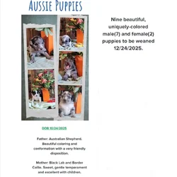 Aussie Puppies
