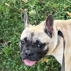 French Bulldog