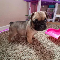 French bulldog
