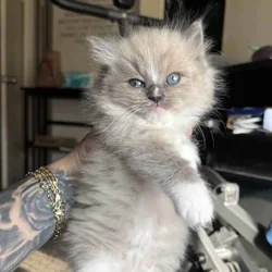 Ragdoll kittens