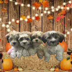 Havanese puppies