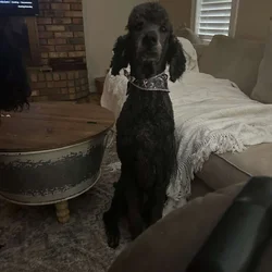 I have a male standard poodle I need to re-home