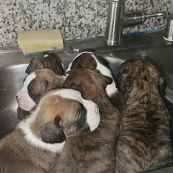 Full breed boxer puppies 8 weeks old