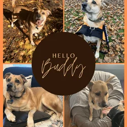 Buddy the Dog!