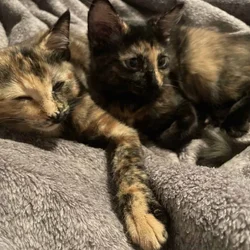 HOLIDAY SALE Anya AND Anais Female Calico Twins
