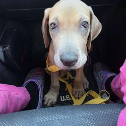 Great Dane puppies