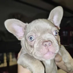 Frenchie's