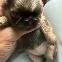 Pure shih tzu micro only one male available