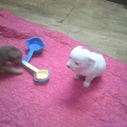 Adorable Chihuahua- pom cross puppies