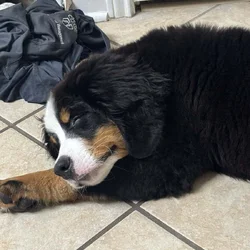 Osito for sale, 13 week old Bernese mountain dog