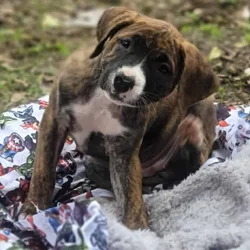 American Bulladors - Avenger Puppies - Christmas